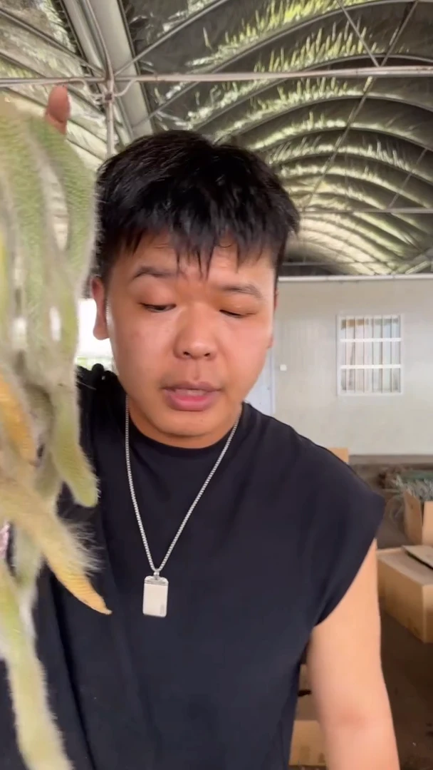 2颗 多头 九尾狐【无根】3头起发