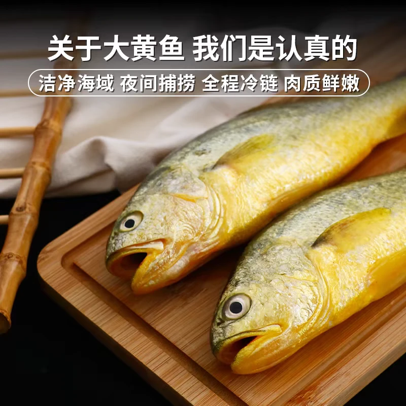 【7-8两左右/只  活鱼现包 4.8斤上 】东海深海大黄鱼 活鱼发出