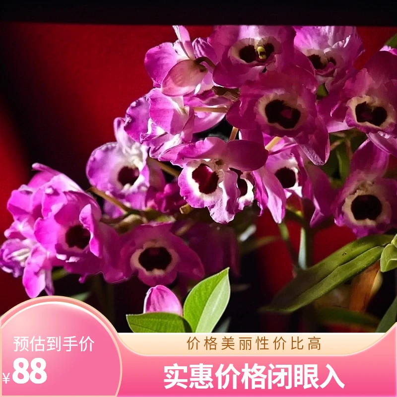妖娆红花麝香国王石斛（一物一拍，红色品牌金钗石斛）