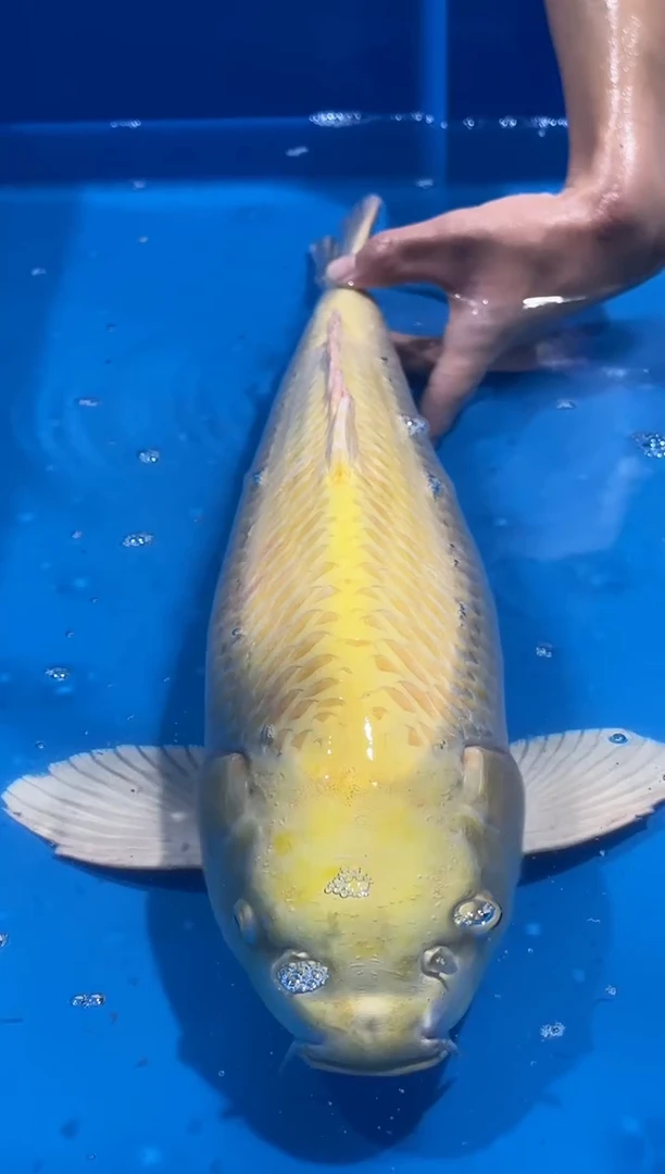 锦鲤佛山金隆锦鲤直播专用闪购链接，不支持7天无理由退货退款