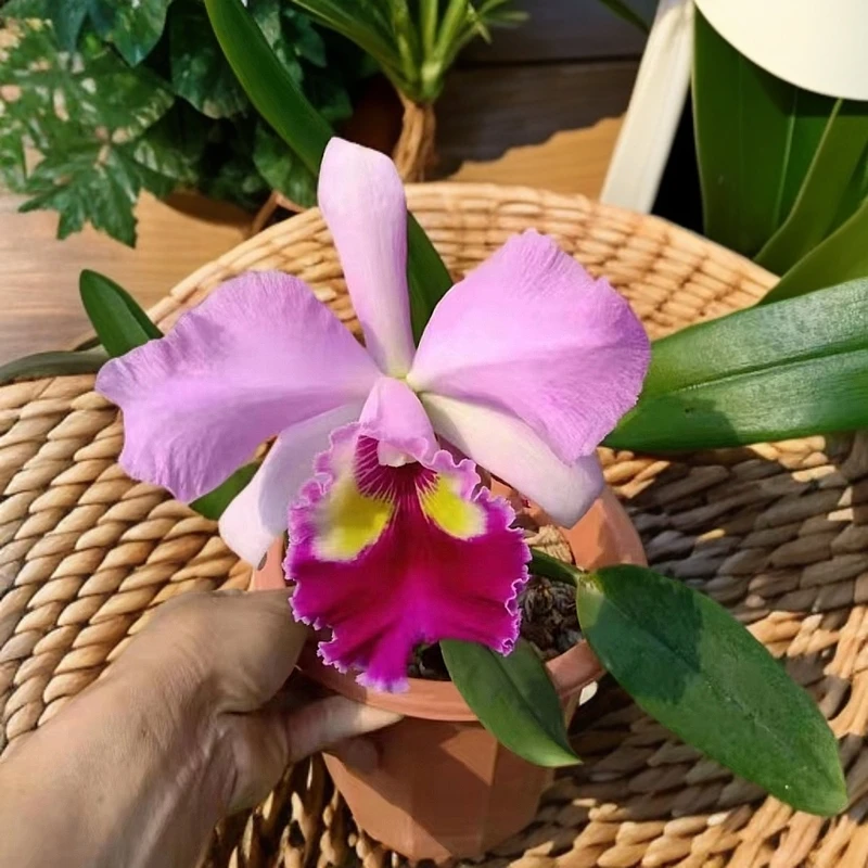 小牛进口卡特兰盆栽绿植新手春天品牌种植