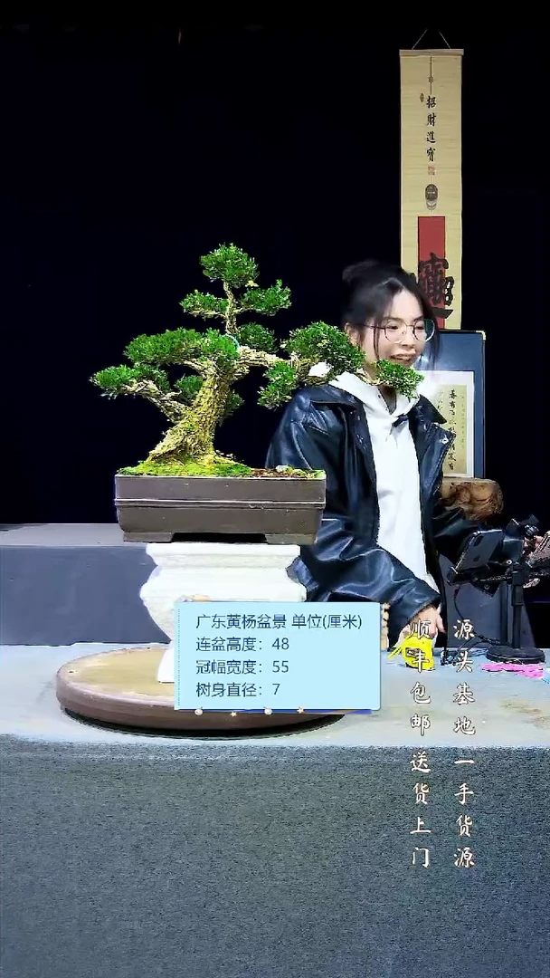 【闪购商品】雀舌黄杨盆景雀舌黄杨盆景