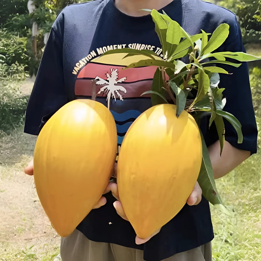 印尼细叶大金刚绿植盆栽直播专用链接   一物一拍