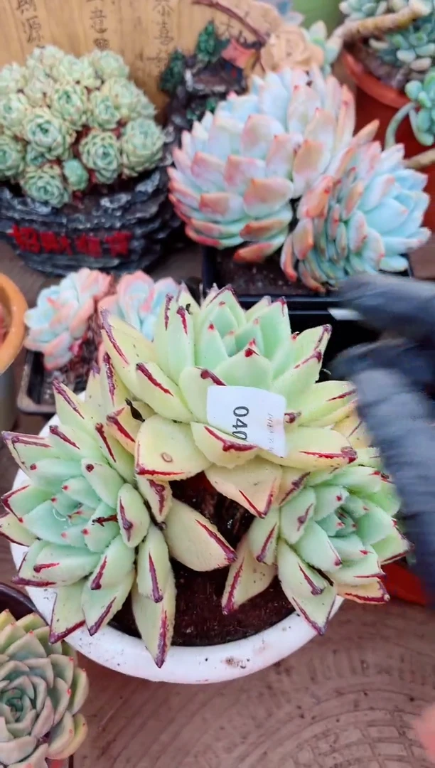 04078多肉植物一物一拍