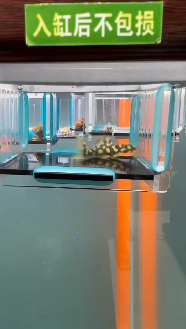 清道夫18号082 入缸不包损录制完整开箱视频5厘米