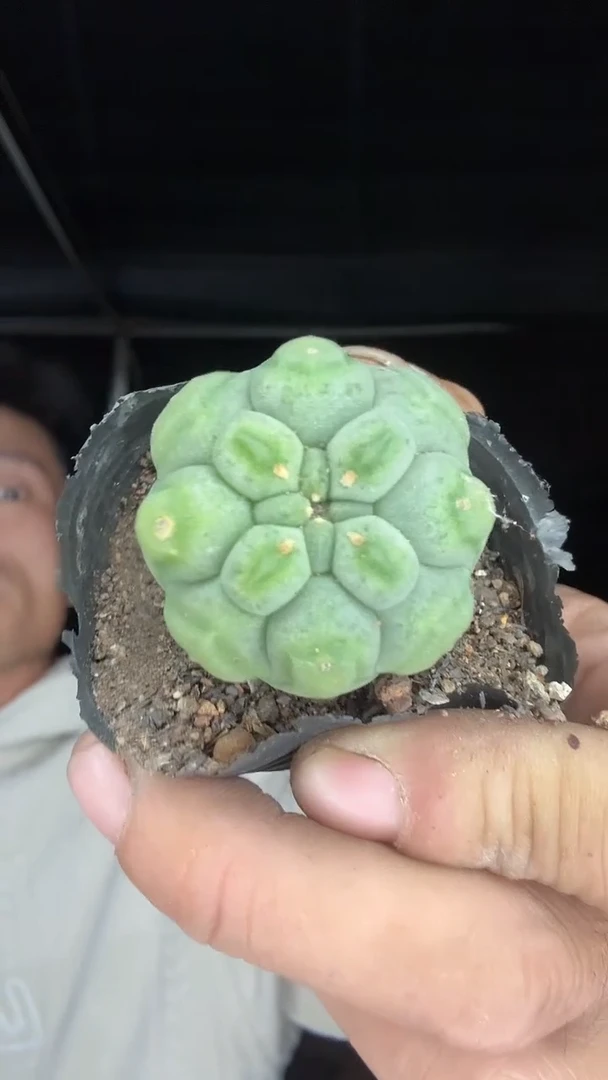 奇仙玉佛头25.99