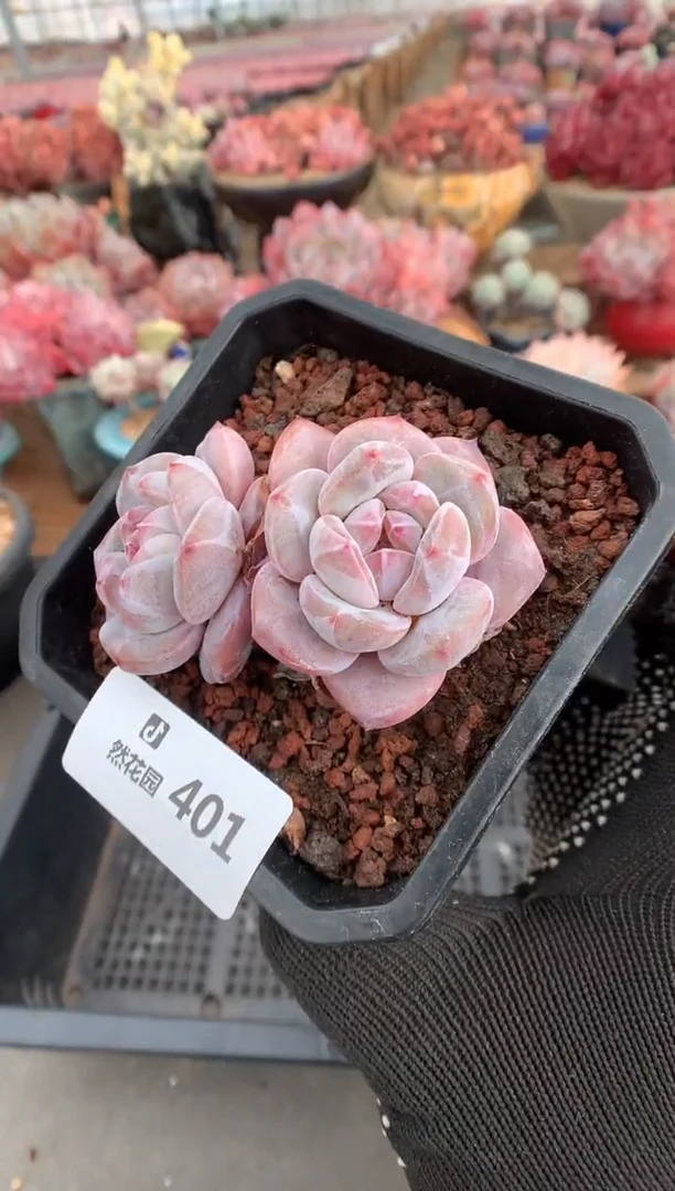 401星影多肉植物一物一拍