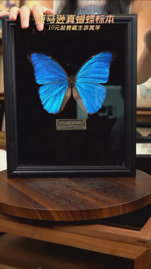 大蓝闪蝶黑绒底版10寸欧式框（带证书）