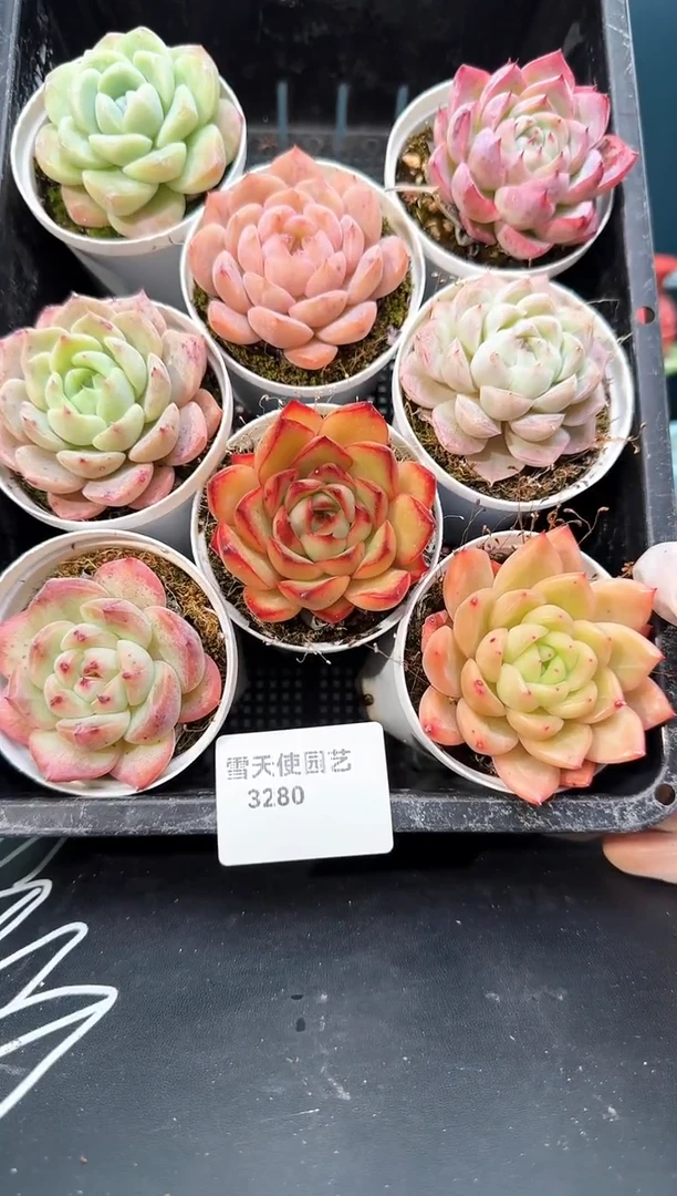 3 280   多肉 8  颗