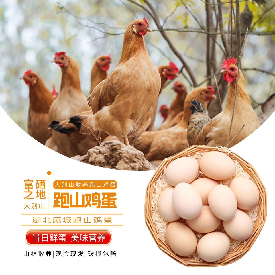 【50枚大别山鸡蛋】正宗大别山鸡蛋林间散养跑步鸡蛋50枚