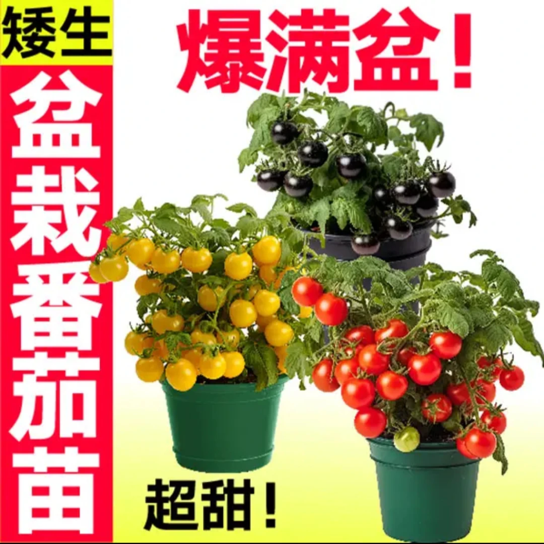 盆栽矮生番茄苗红黑黄带土球樱桃小秧苗四季阳台西红柿千禧圣女果