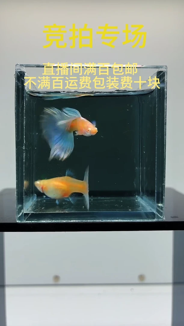 孔雀鱼蓝白飞船一对-5