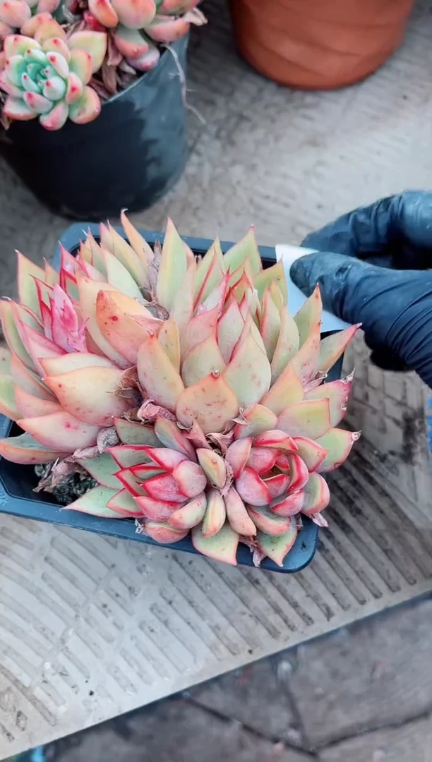 【闪购商品】10150