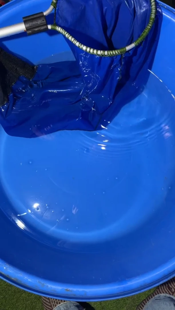 锦鲤精品锦鲤一尾