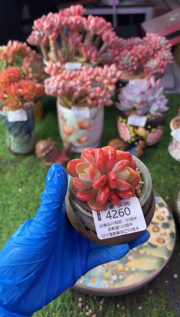 昆明印象多肉4260