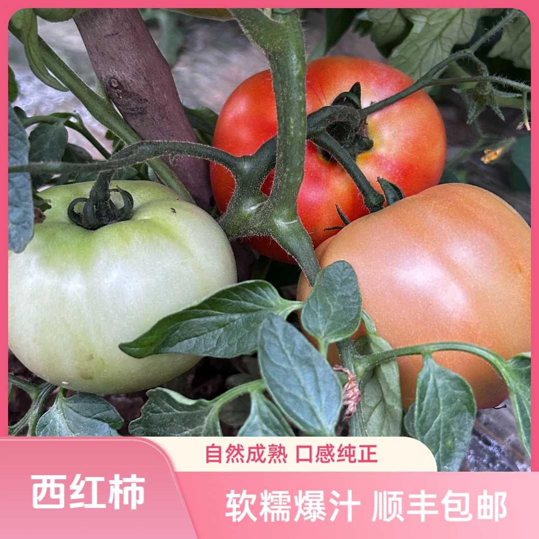 农家西红柿番茄 树上自熟口感纯正 沙糯爆汁 顺丰包邮