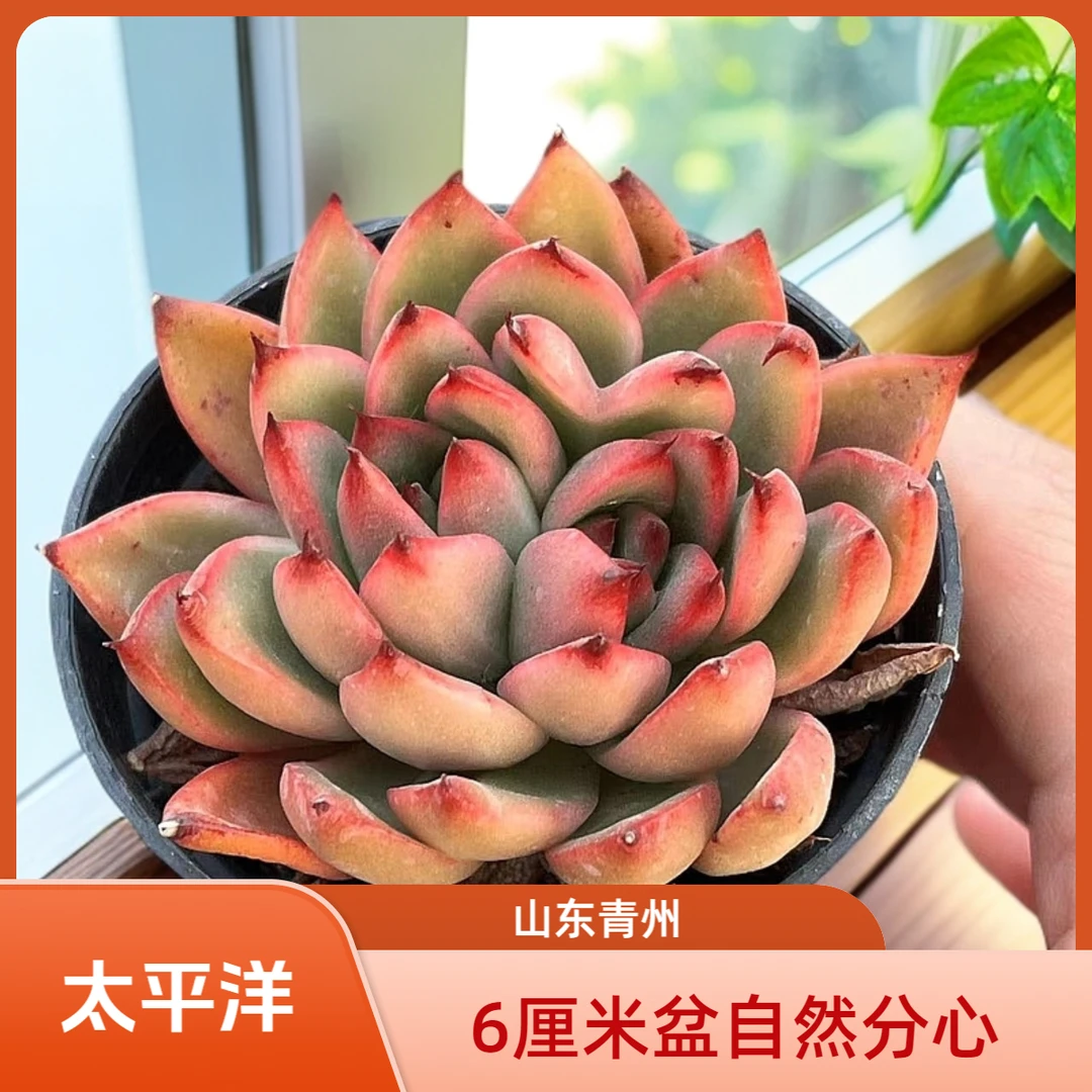 太平洋6厘米盆老桩多肉