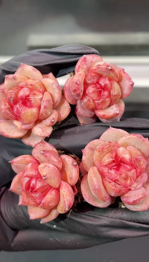 闪购1699 沧海遗珠多肉一颗