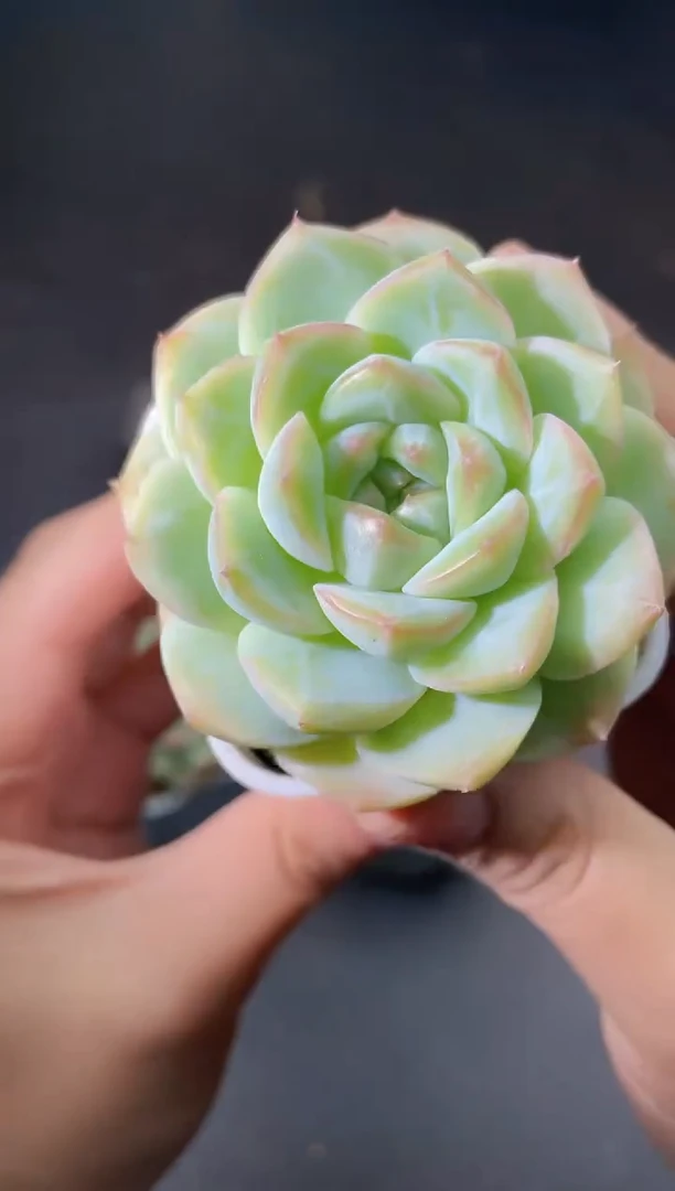 014蜡像量拍发一颗