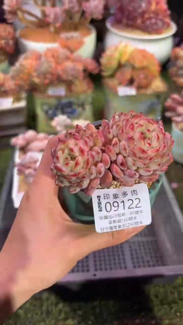 【闪购商品】09122脱土带盆