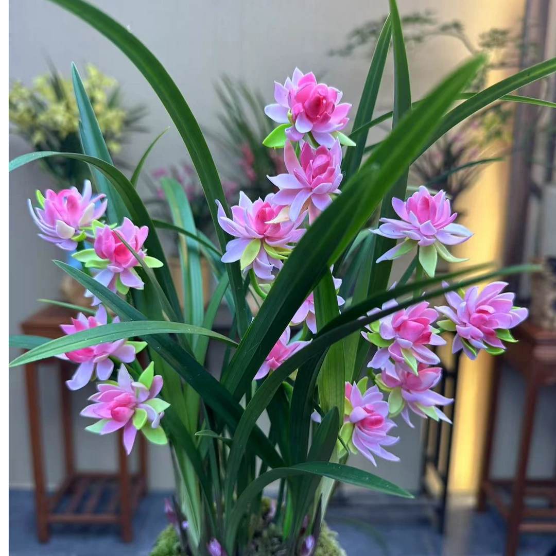 兰花-建兰名品【红禅牡丹带多花苞】带湛蓝陶瓷花盆 室内浓香型好养