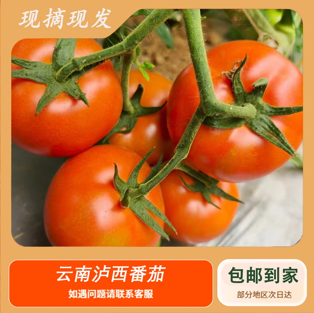 云南泸西高山农家露天西红柿自然熟现摘现发可生吃煮汤炒菜包邮