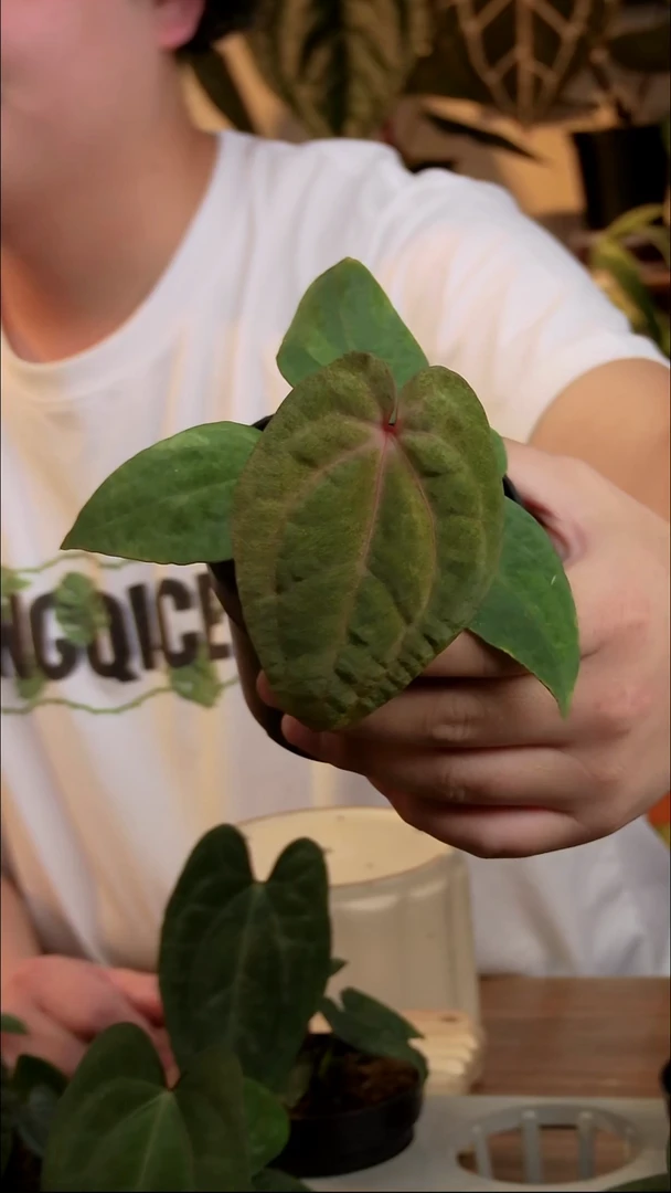 完全开放籽播初代鸡锦（薄荷锦）