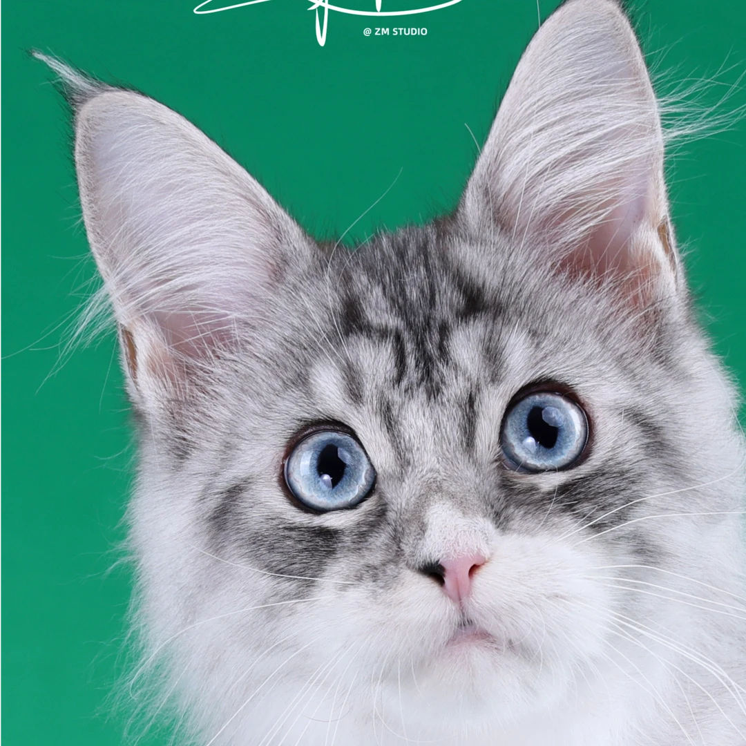 来了姊妹-银虎斑加白缅因猫弟弟05