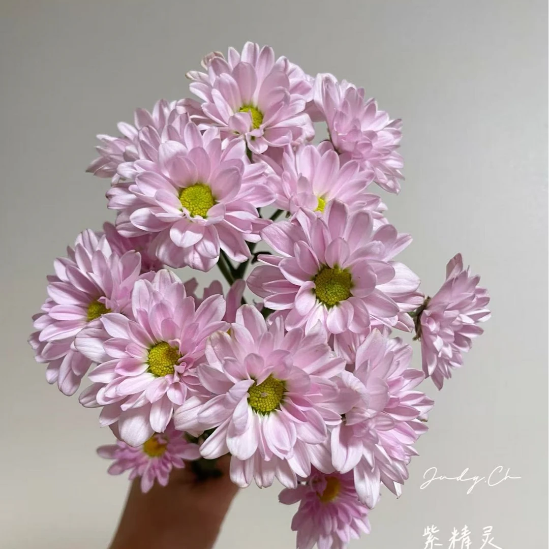 【顺丰发货】紫精灵雏菊鲜花N单一个运费自选品种