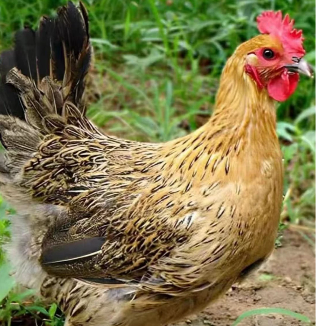 宠物鸡 青椒麻羽鸡 6只发货