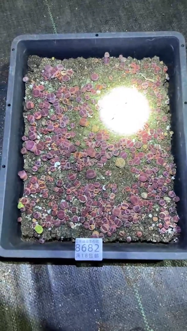 【闪购商品】8682紫色混合一框有瑕疵带土带盆