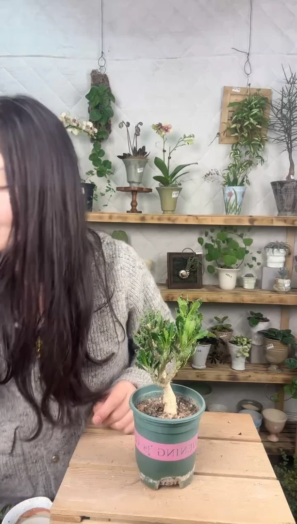 无花朵506皱叶麒麟育苗盆