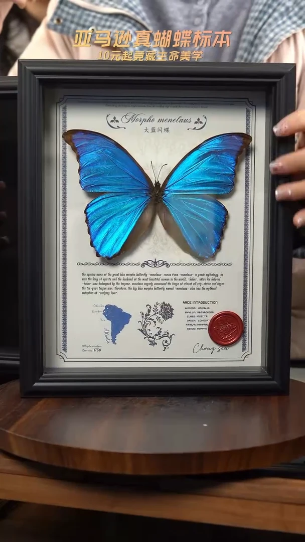 大蓝闪蝶豪华版10寸欧式框（带证书）