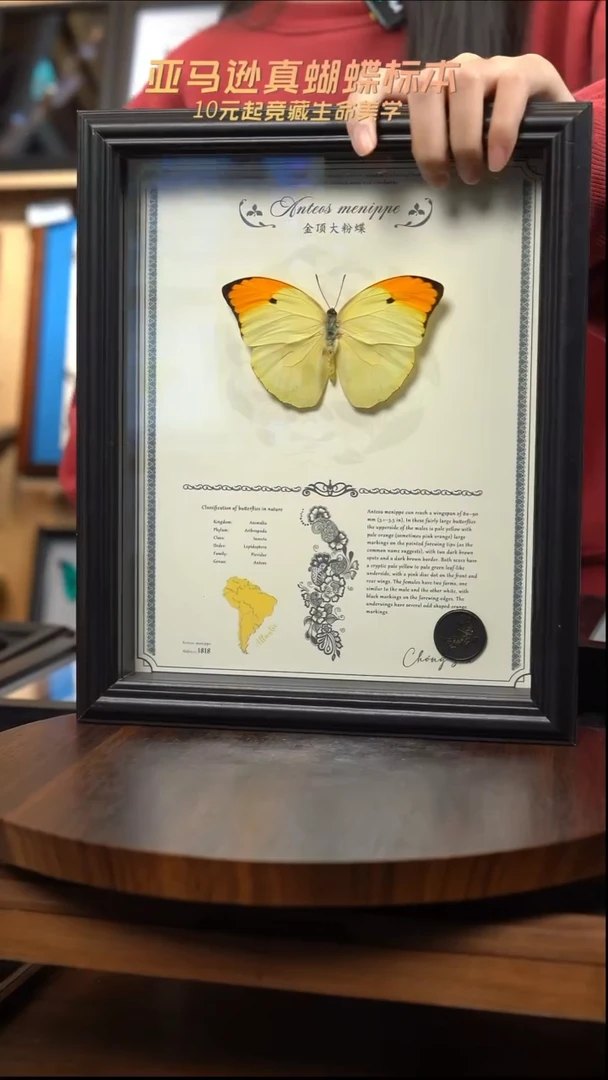 金顶大粉蝶重逢艺术款