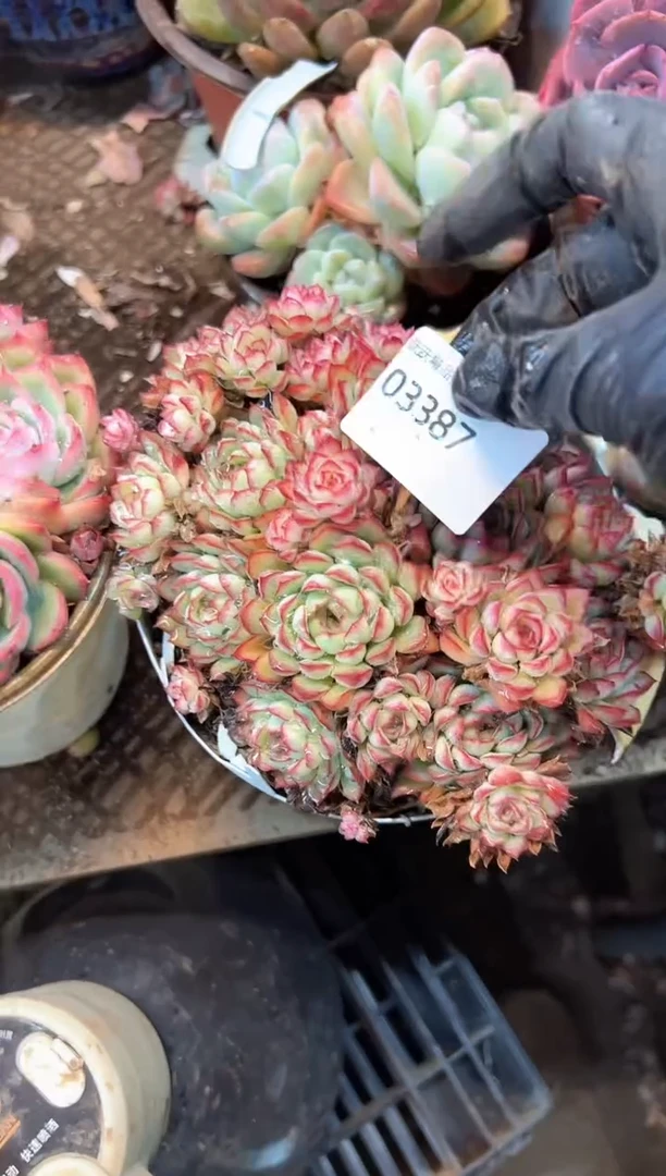g****9多肉植物一物一拍03387