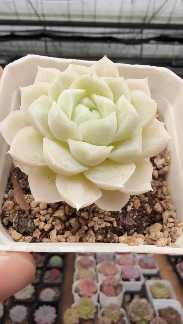 东云多肉园新款-162