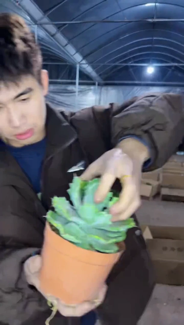 【闪购商品】连刺 甲蟹