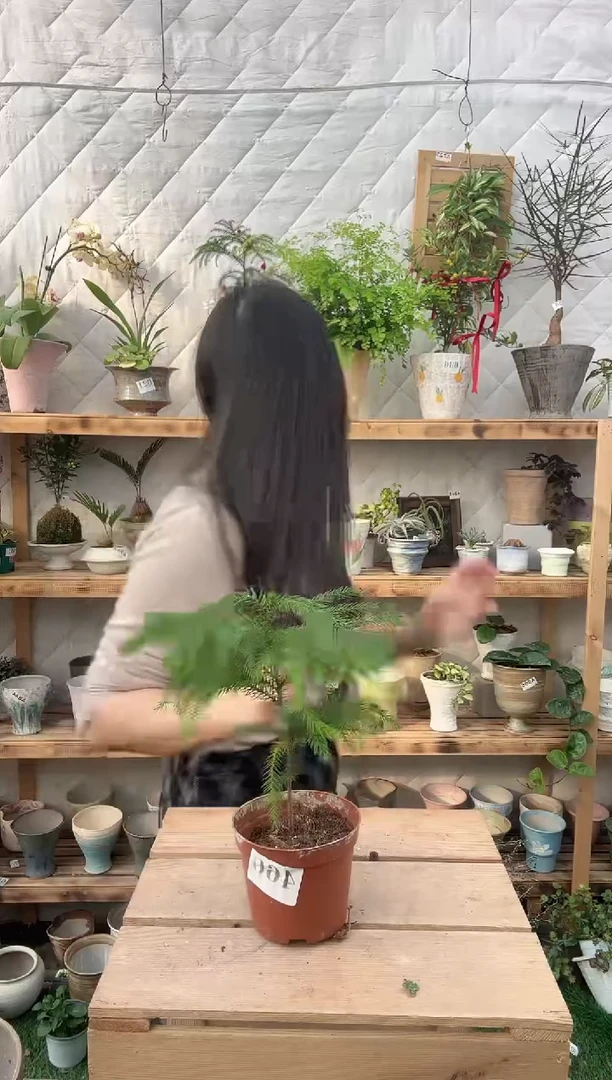 无花朵460南洋杉育苗盆