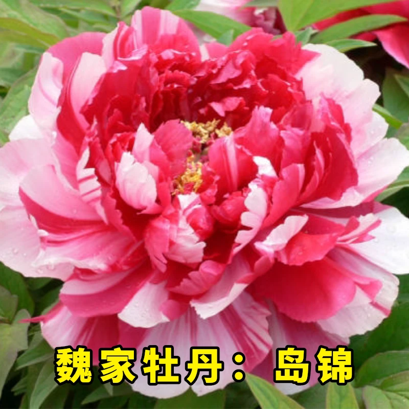 【岛锦牡丹】6加仑 复色系盆栽牡丹 原盆原土春季开花带盆发货