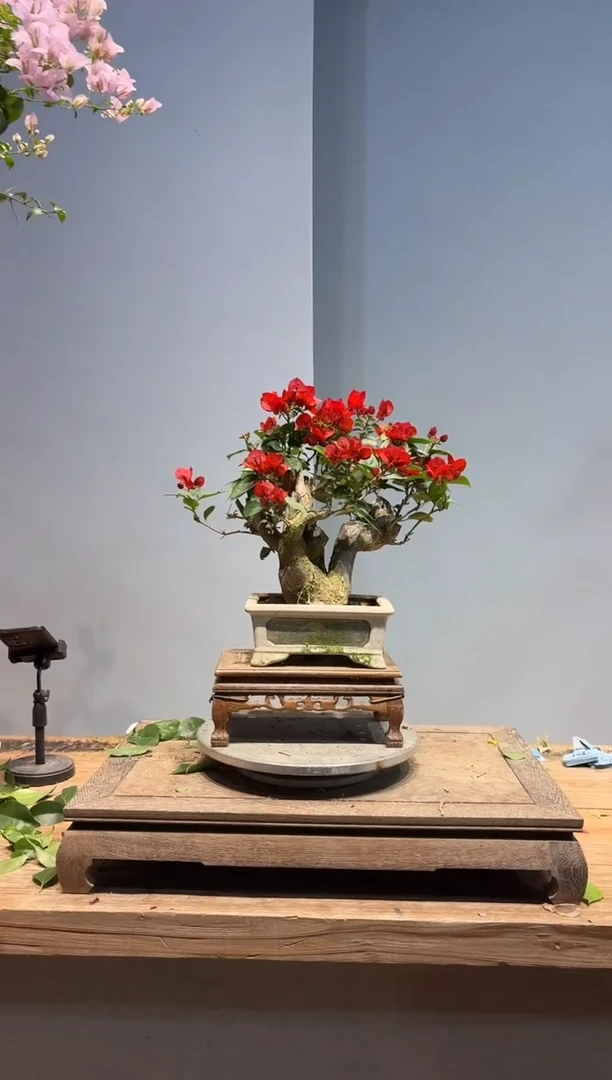 以实际为准三角梅74