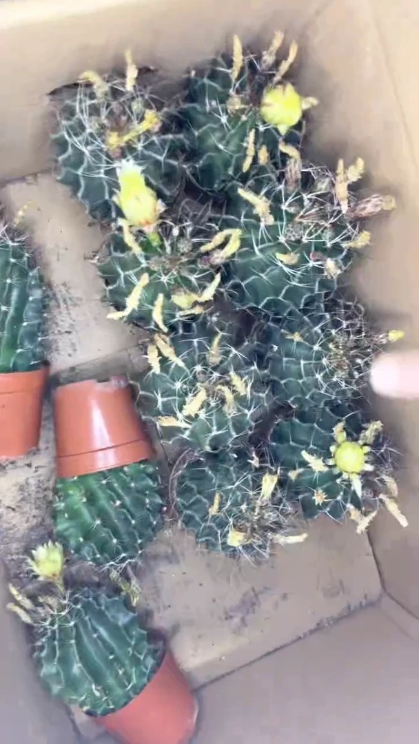 黄花 大号 龙王【带花苞】