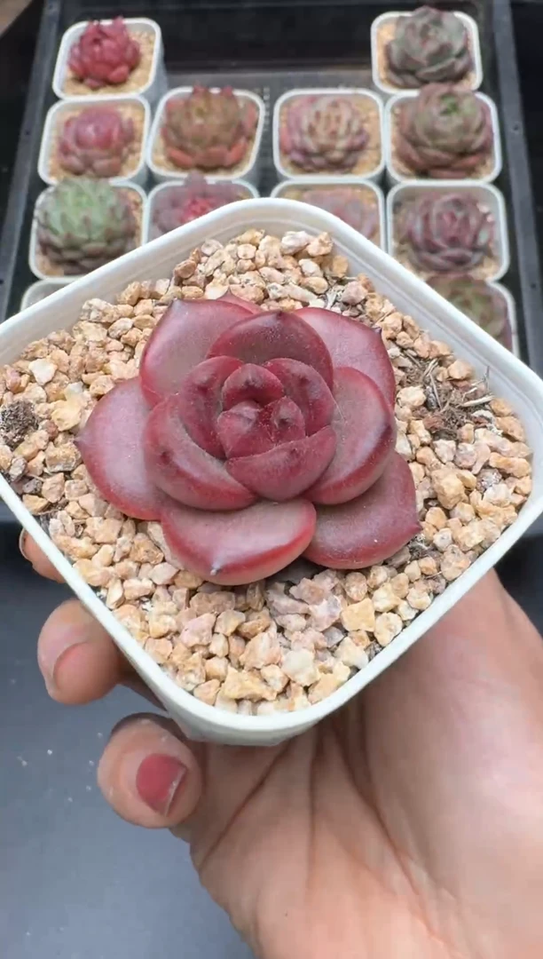 【闪购商品】602A号一物一拍多肉花卉植物拍3颗起发