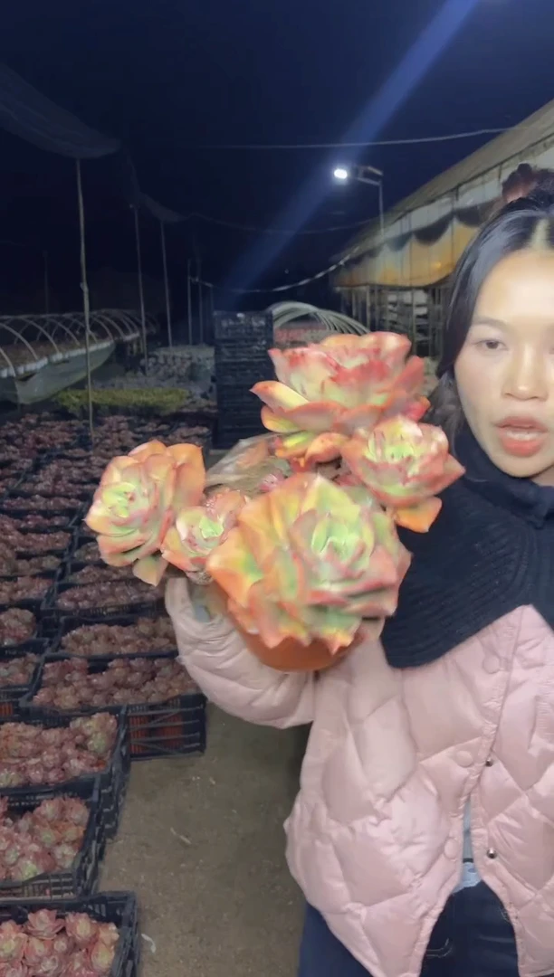 【闪购商品】5-四头起蒙娜丽莎老桩20CM