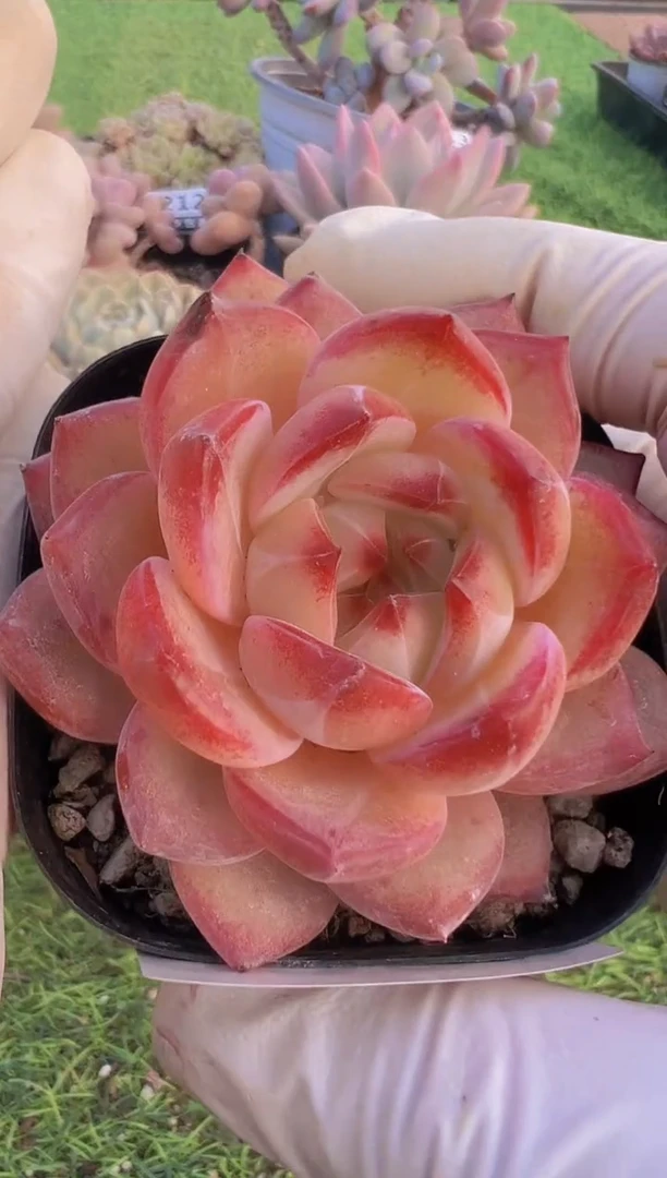 【闪购商品】信福多肉一物一拍