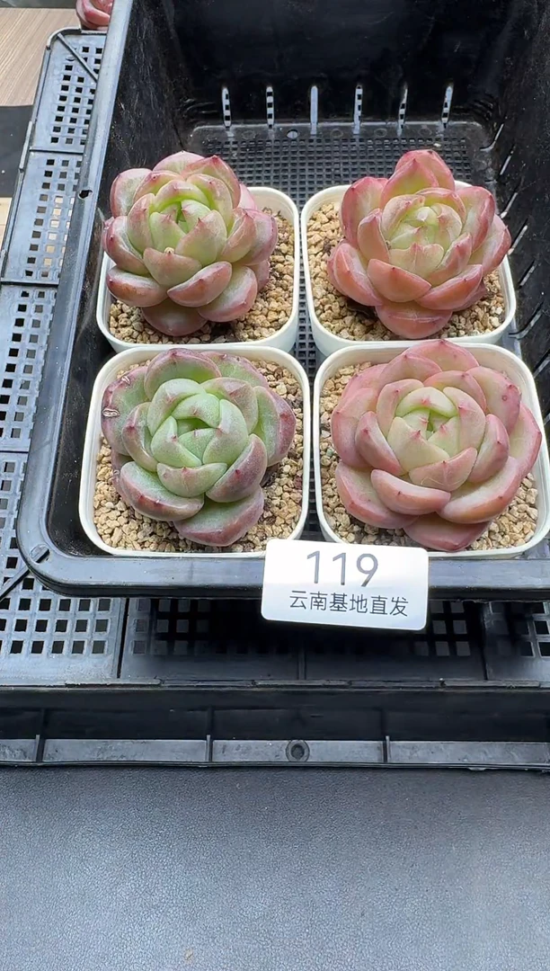 珍妮杂交多肉119