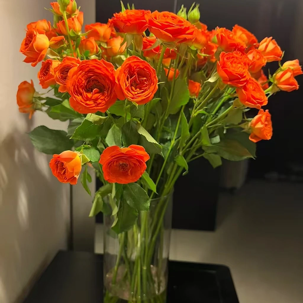橙色芭比多头玫瑰云南昆明基地直发新鲜插花家用水养鲜花