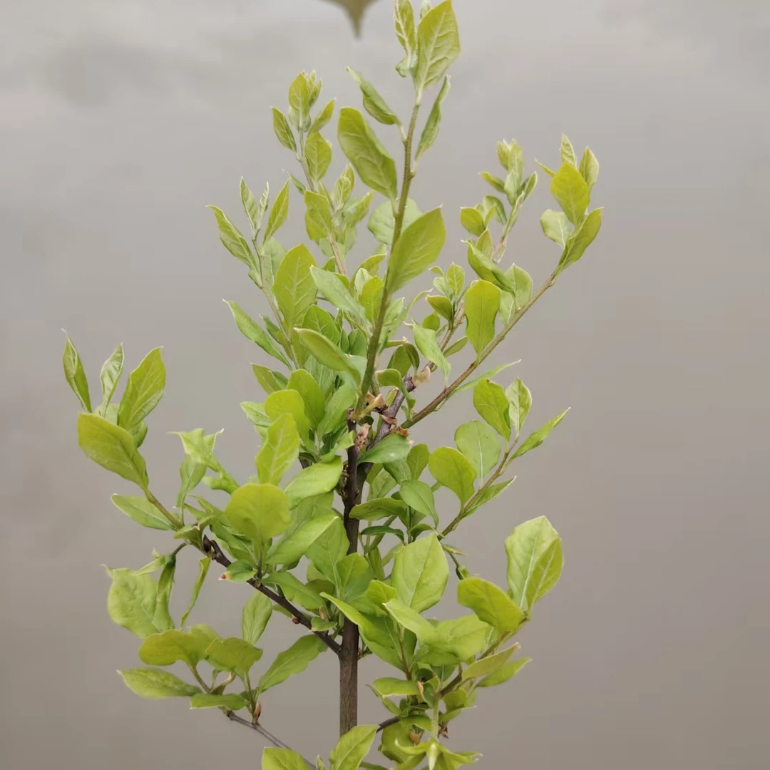 金弹子盆景（直播间链接一物一拍）