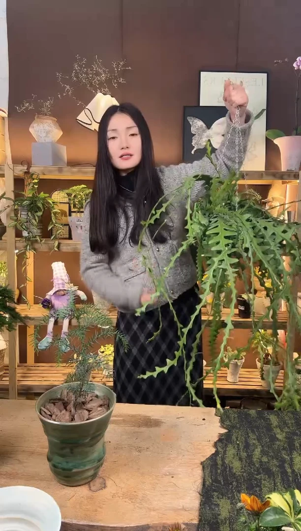 无花朵星***阔鱼骨令箭超大盆