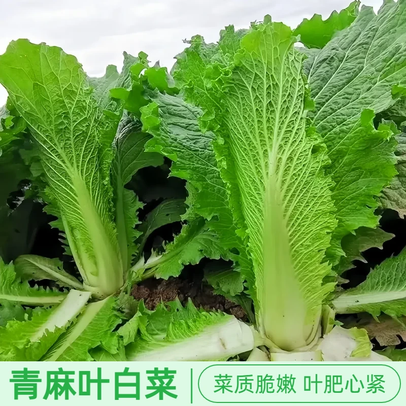 天津青麻叶白菜种子包心大白菜种籽春季四季蔬菜青菜种子