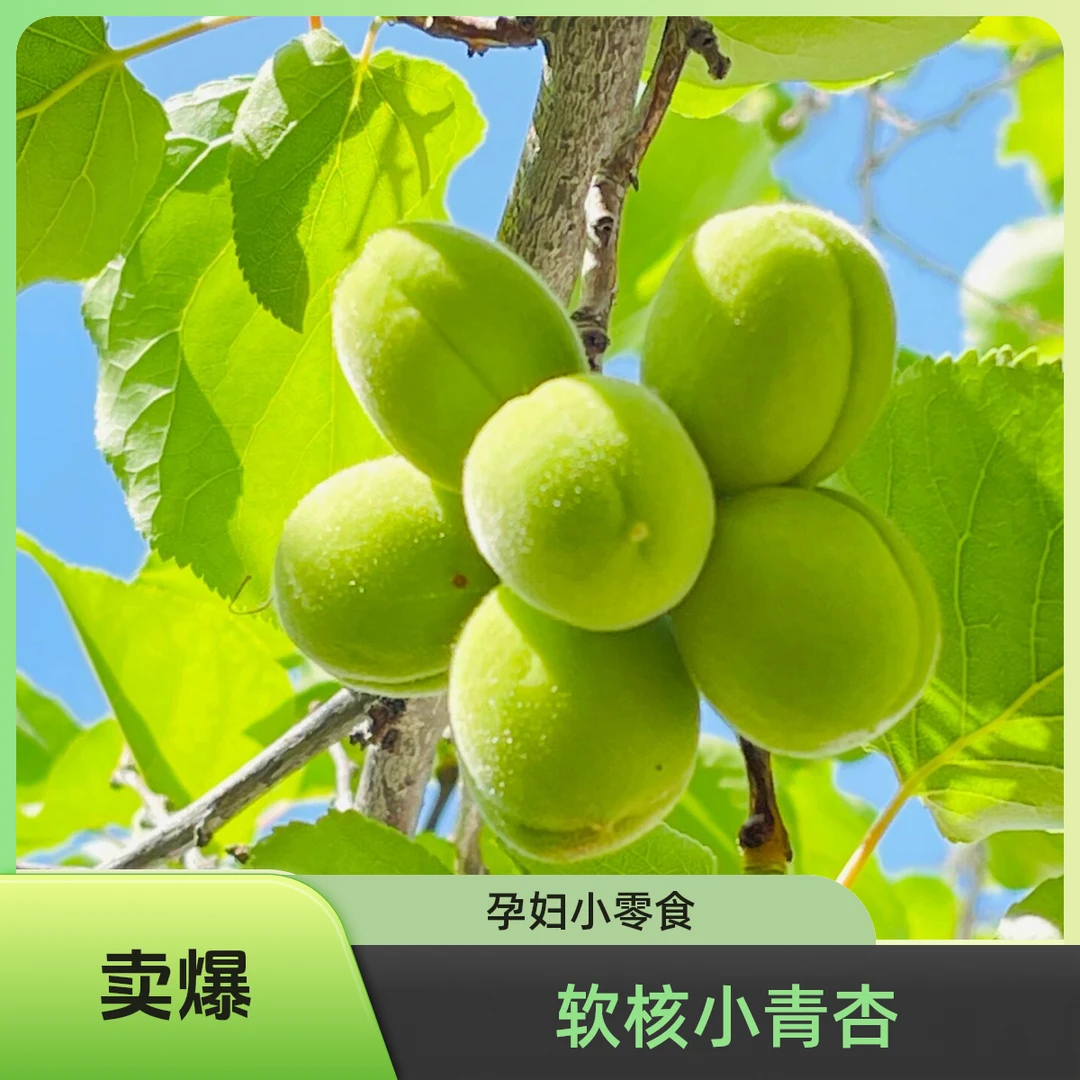 【25年软核小青杏】B 纯酸口感酸脆爽口优质孕妇水果